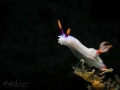   Leap faith  